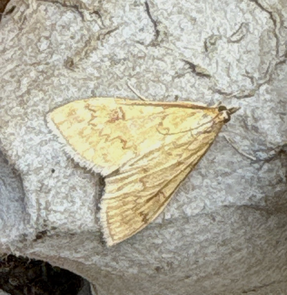 Wombourne Nature tweet media