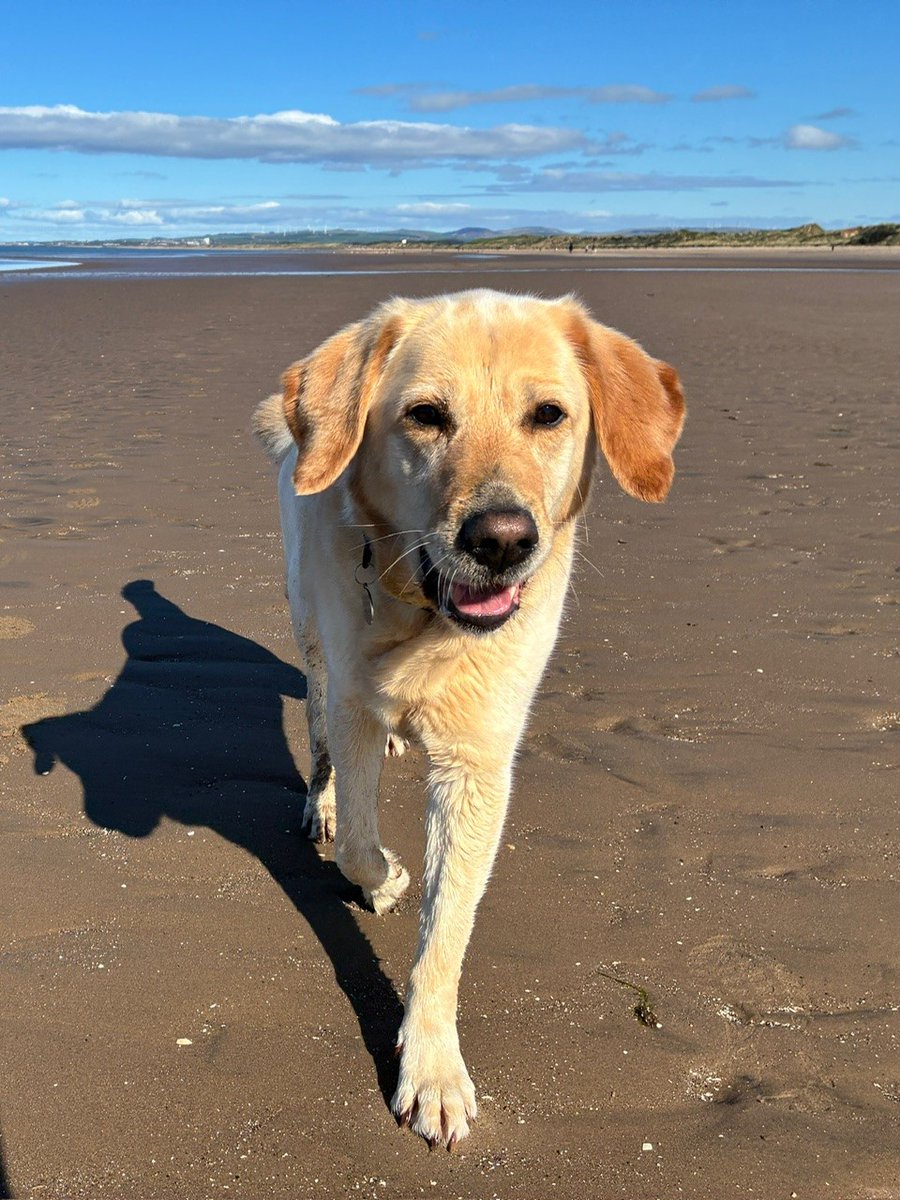 Emma Brown (@ecuthb14) on Twitter photo It's #NationalDogDay! Here's my wonderful dog Daisy, rehomed from <a href="/guidedogsscot/">Guide Dogs Scotland</a>, to celebrate! Check out how you can look after a guide dog puppy, or trainee guide dog, on the website: guidedogs.org.uk/volunteer A rewarding volunteer role which will help change someone's life. It's #NationalDogDay! Here's my wonderful dog Daisy, rehomed from <a href="/guidedogsscot/">Guide Dogs Scotland</a>, to celebrate! Check out how you can look after a guide dog puppy, or trainee guide dog, on the website: guidedogs.org.uk/volunteer A rewarding volunteer role which will help change someone's life.