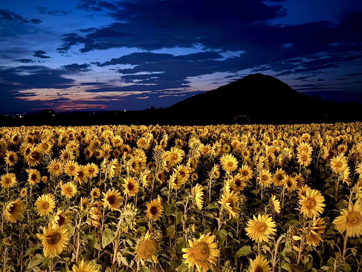 This is what the sunflowers at Balgone farm get up to at night. 

#balgonesunflowers #eastlothian #northberwick