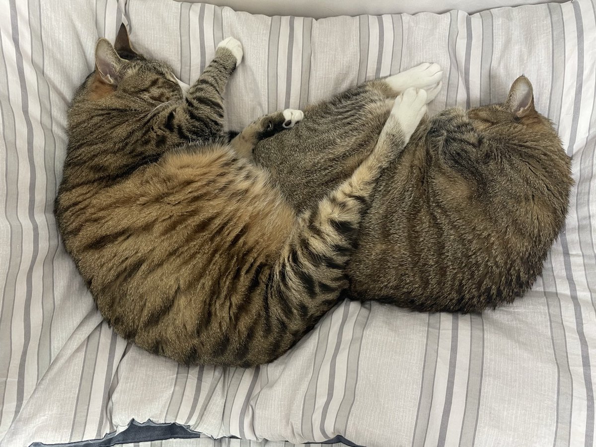 제 사주에 있다는 딸 하나 아들 하나를 소개합니다(...)