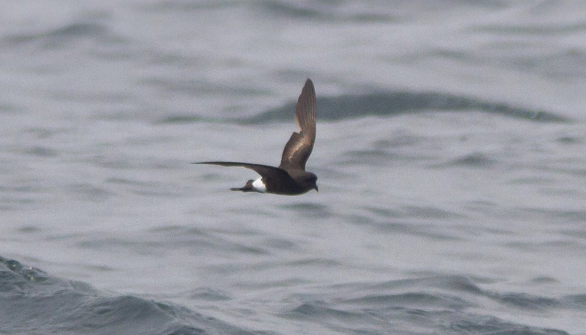 Stefan McElwee tweet media