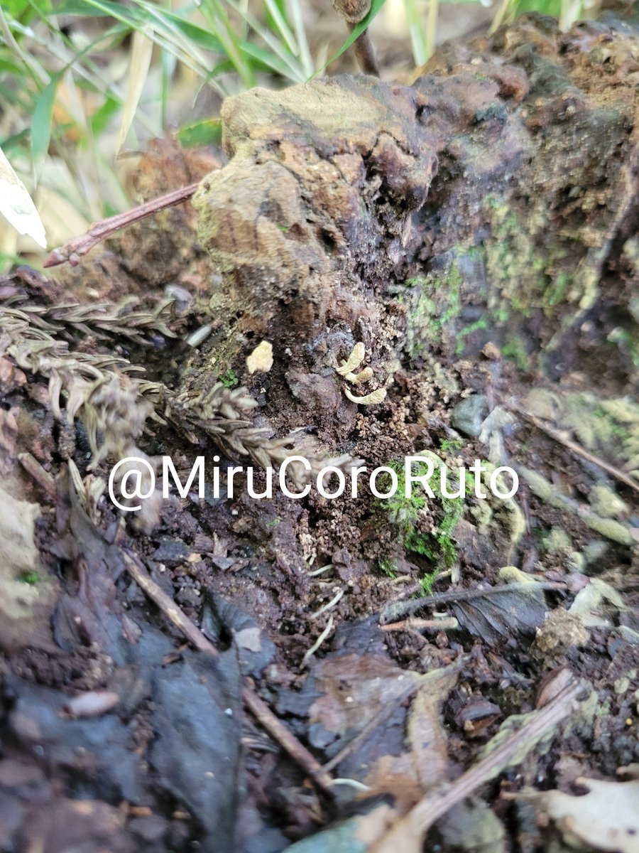 やっぱり真の(と言われている)フサノミとは違う…よね