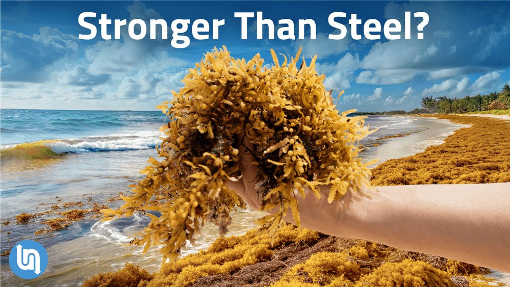 Would you retrofit your car to run on seaweed gas? 

Check out our video on it, here: youtu.be/iAYiUN4gvi4

Or check out the page on our website, here: undecidedmf.com/this-seaweed-w…