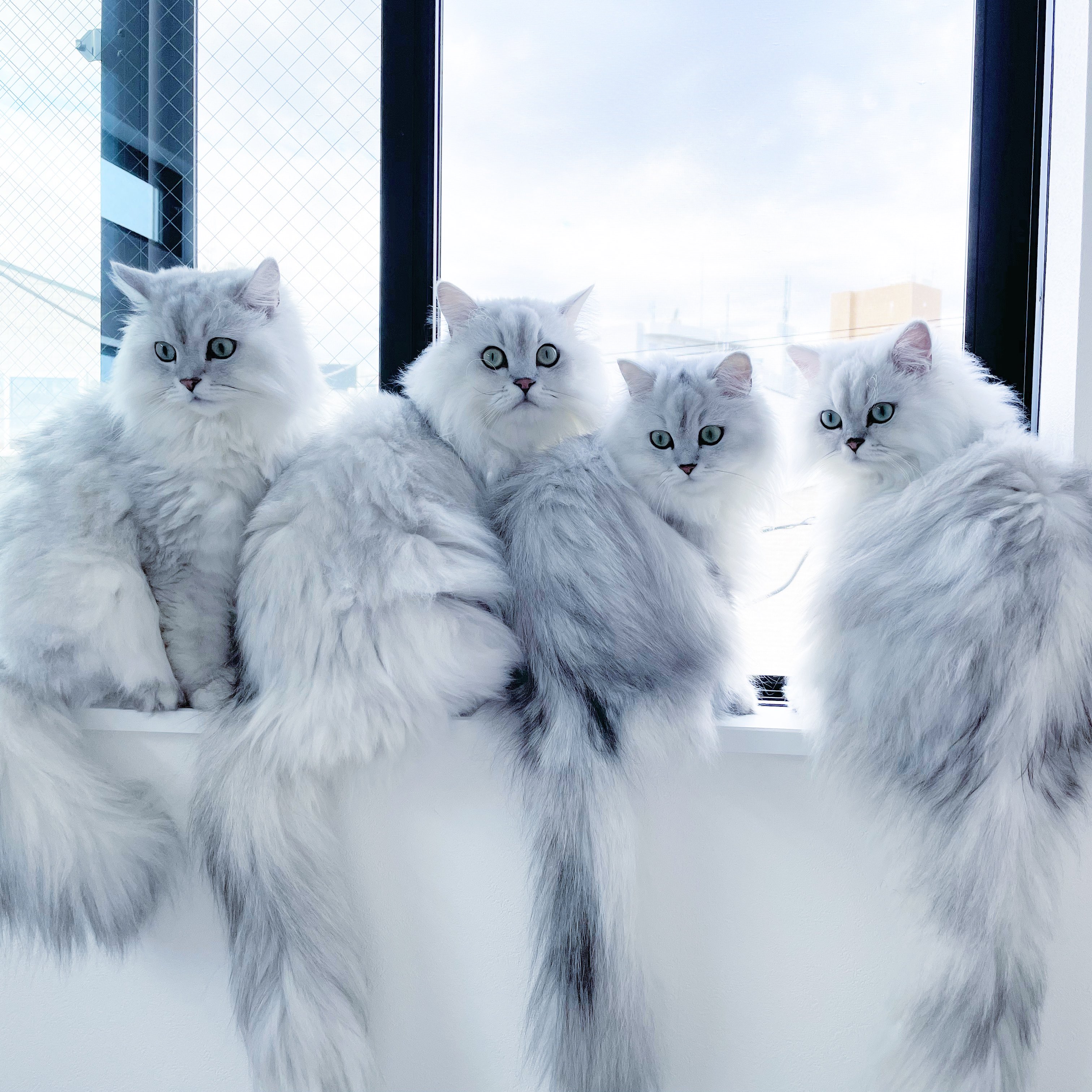 ねこ♡ キジトラ王シマジロウ (@shimaneko193) • Instagram photos and
