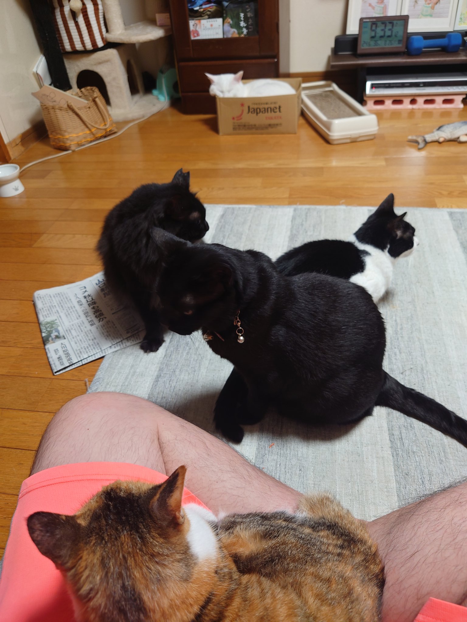 チビ猫❣ リクエスト 2点 まとめ商品 たかちーず on X: 