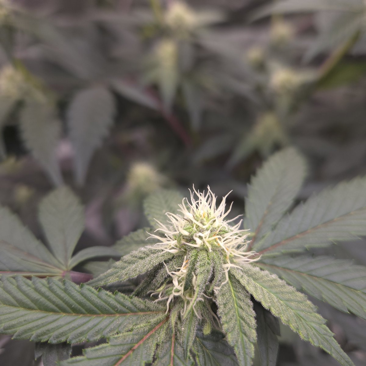 Frosty and pregnant