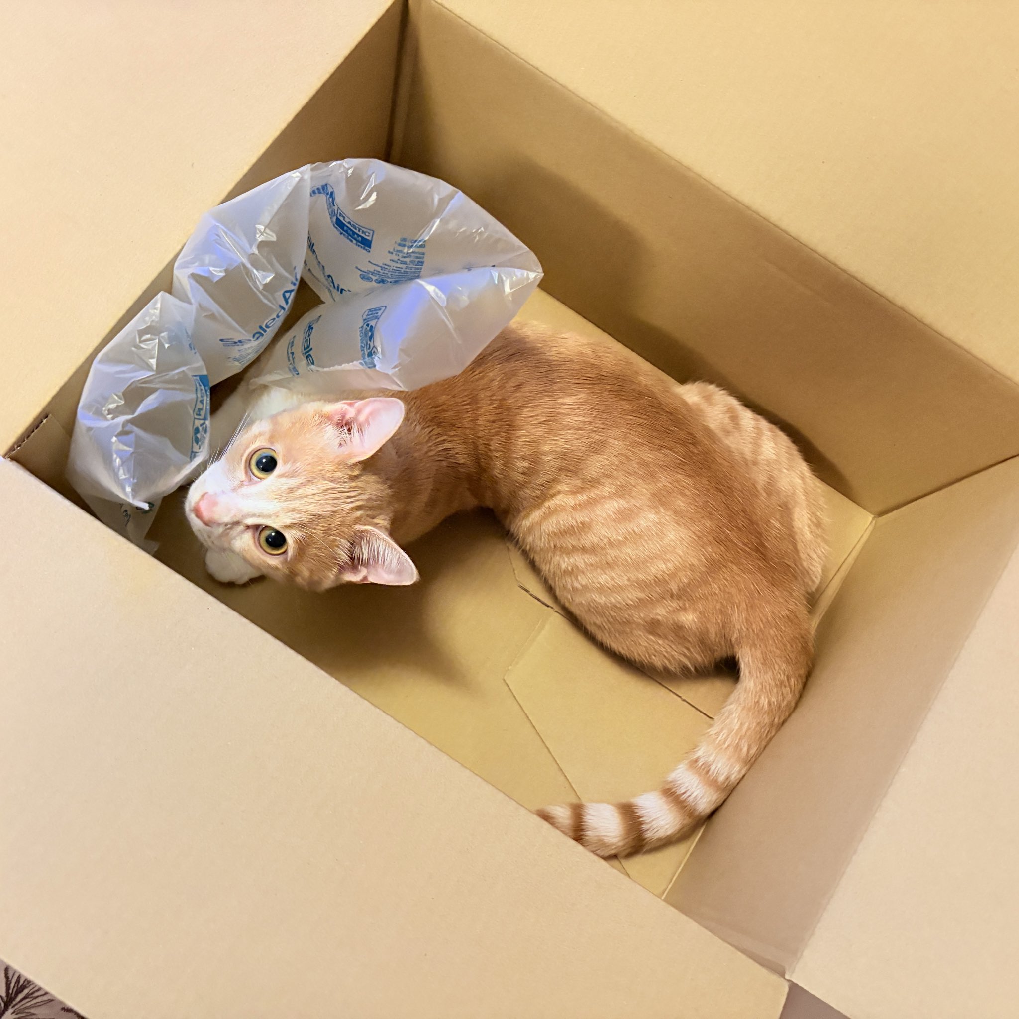 ちくわ🐈日本猫 on X: 