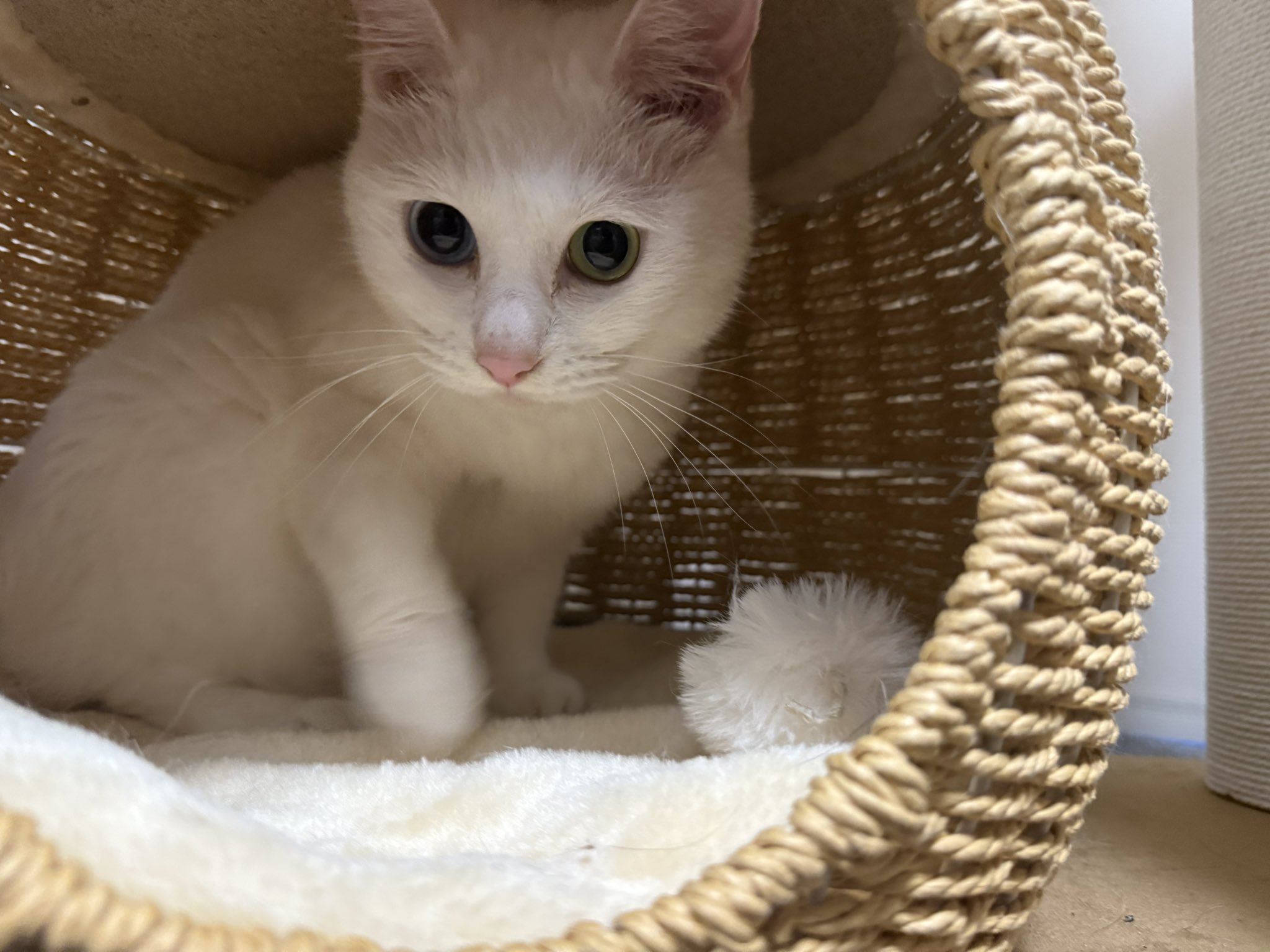 Neko ダブルビー甚平他2点 APEX】今日も今日とてフルパランク～！【ぶいすぽ / 猫汰つな