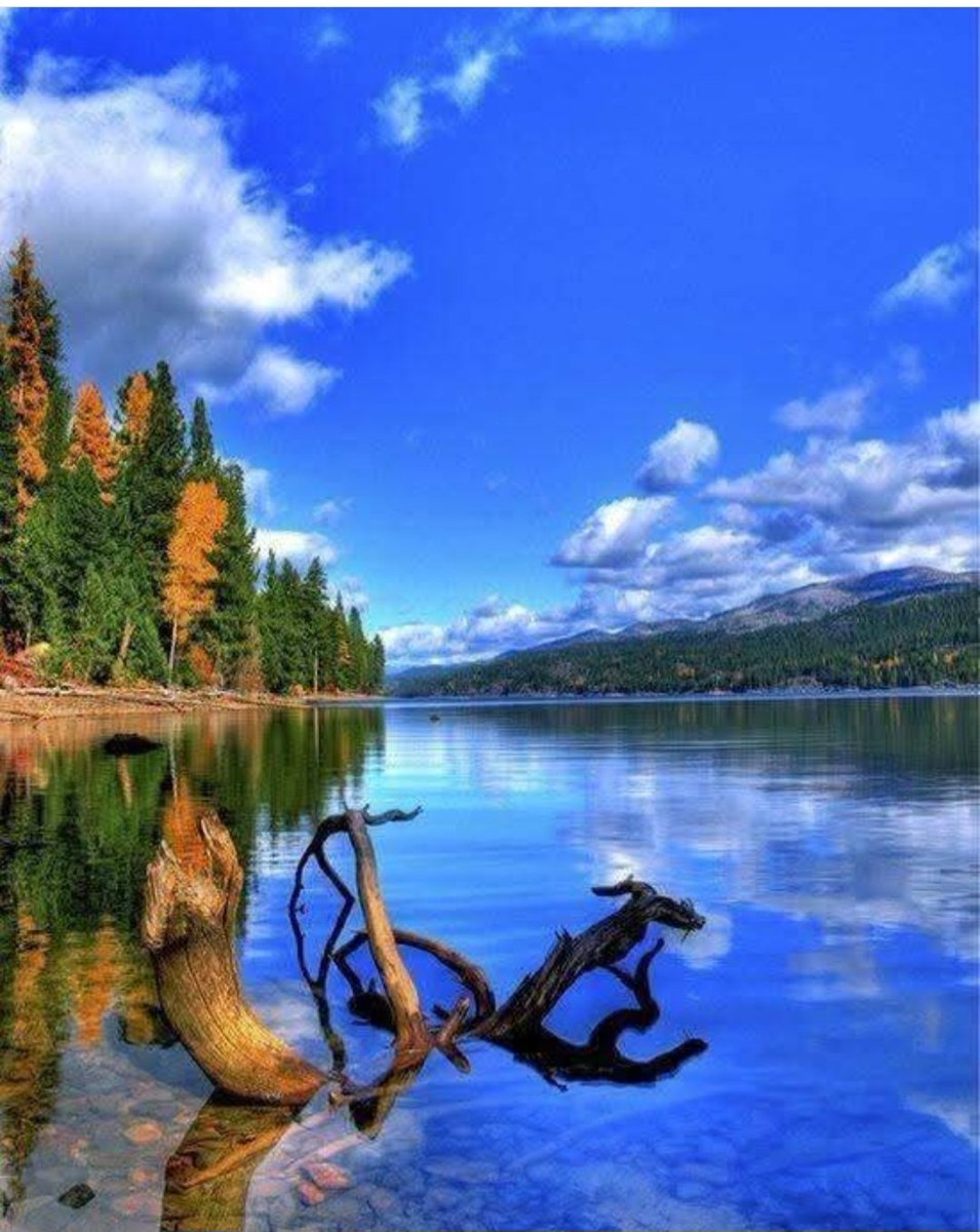 Huckleberry ID 🏡
Where calm and peace echo 😌 🙂 If you dont meditate, theirs your free instructor right there plenty of Huckleberry s to change color of your tongue