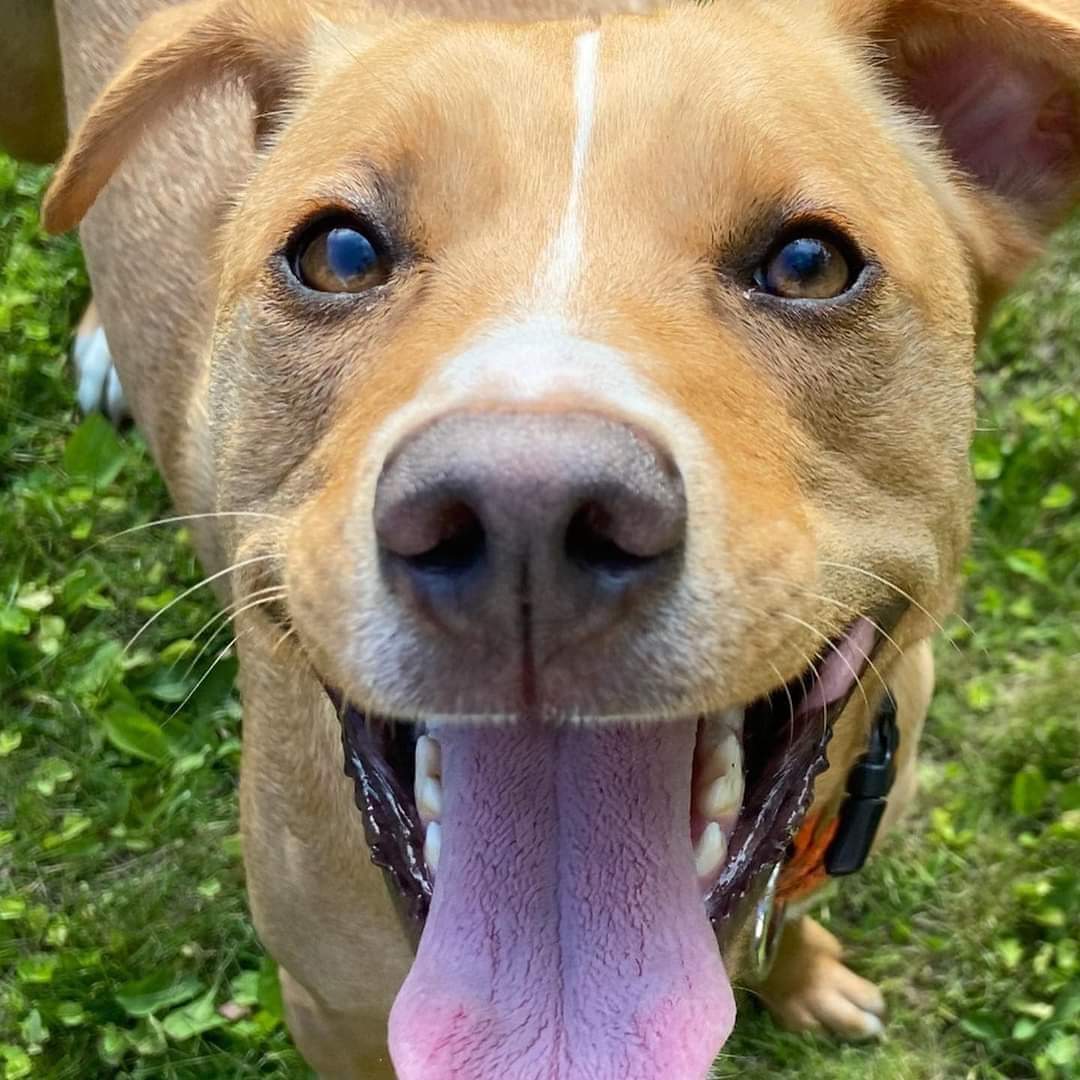 suereformer's tweet image. #NationalDogDay here's my beautiful Layla ❤️. #AdoptDontShop #potcake #rescue #rescuedog