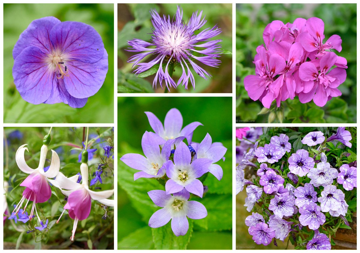 Lovely magenta and purple flowers photographed at the weekend, that I hope will bring some cheer and joy to your day! #DailyBotanicalBeauty