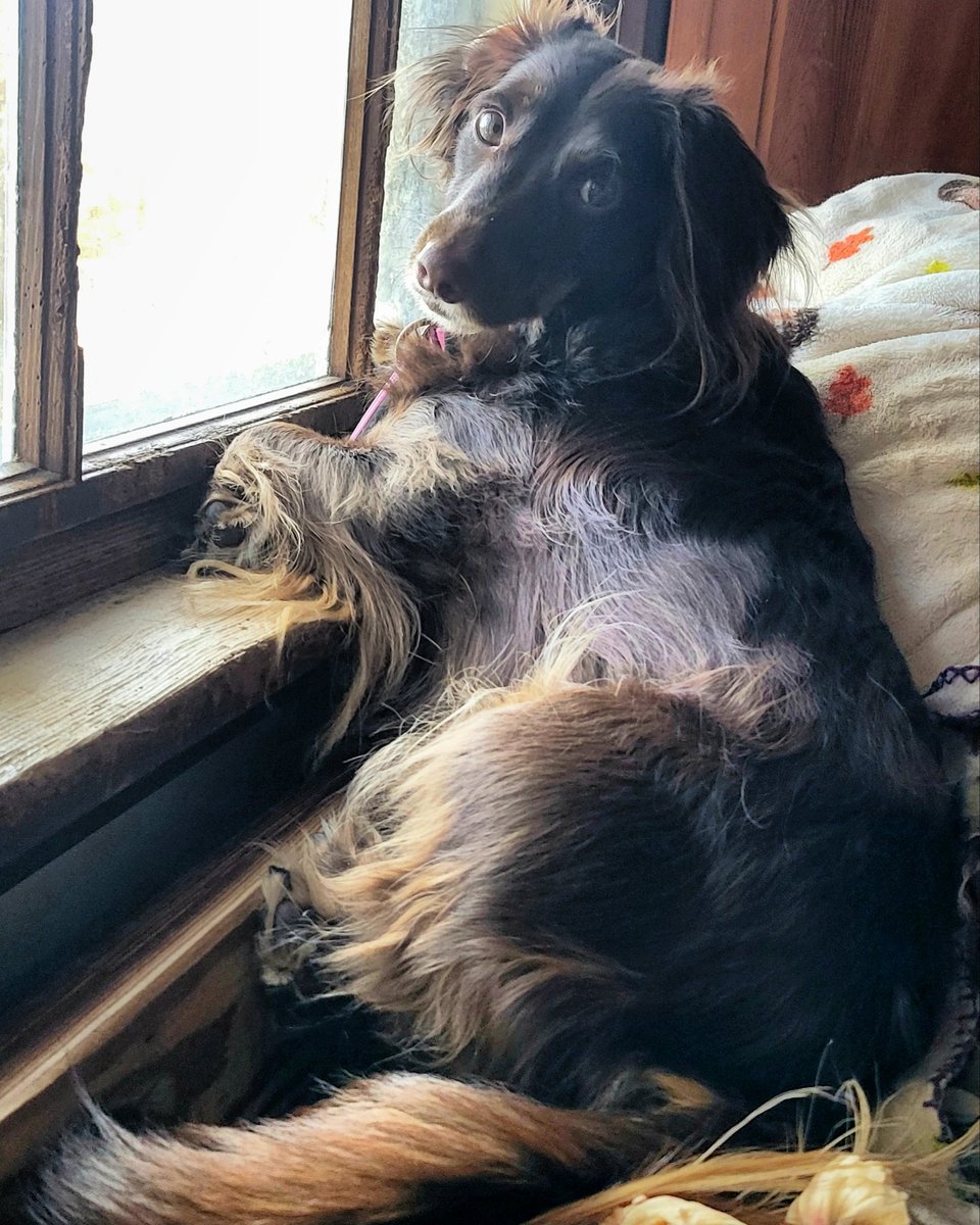 Susan Howell tweet media