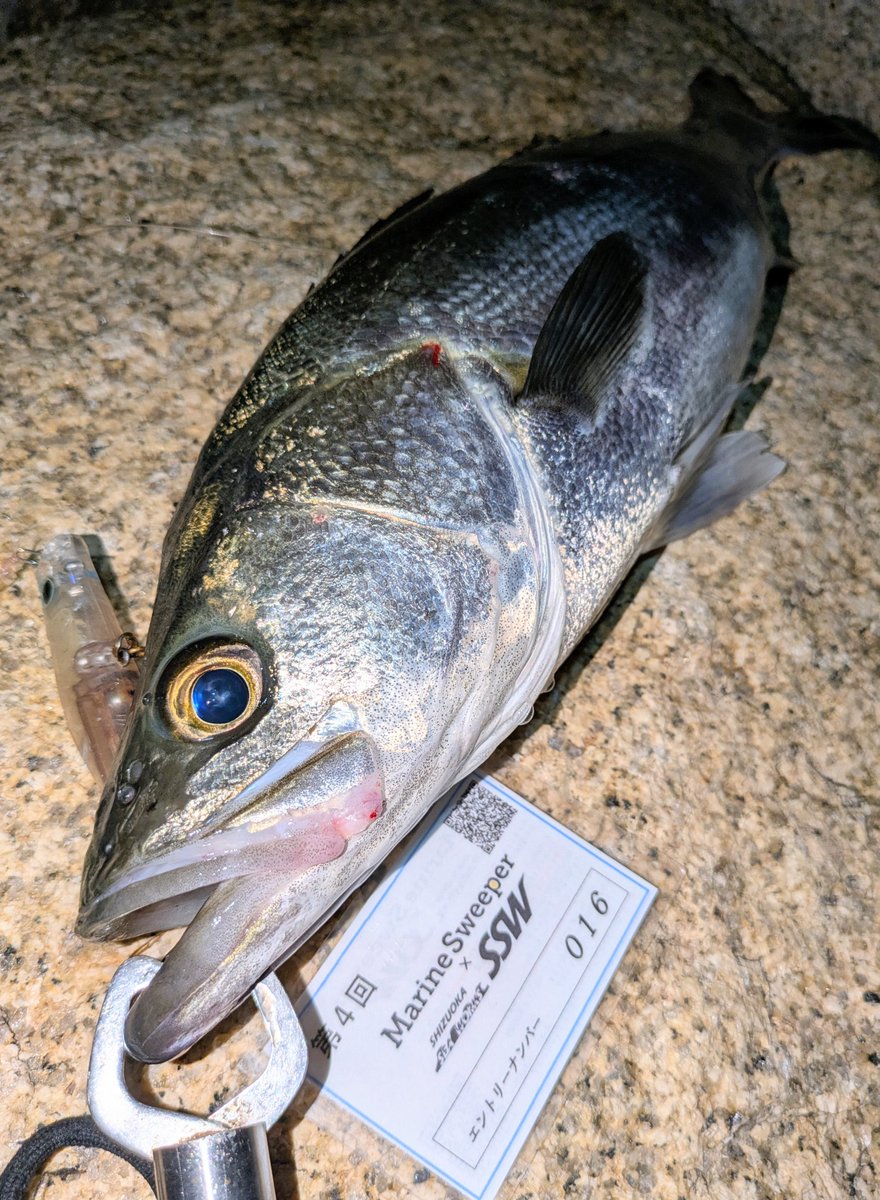 eiziro_taro's tweet photo. ２ヒット1匹ゲット😂見えシーバスゲット🤣

#mscup4
#アクアウェーブシーバスモニター
#SwayCall
#スウェイコール90F
#シーバス https://t.co/HziZ14cgy5