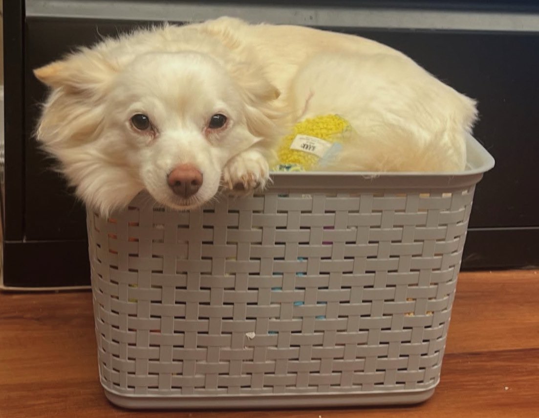 happy international dog day (we found her like this)