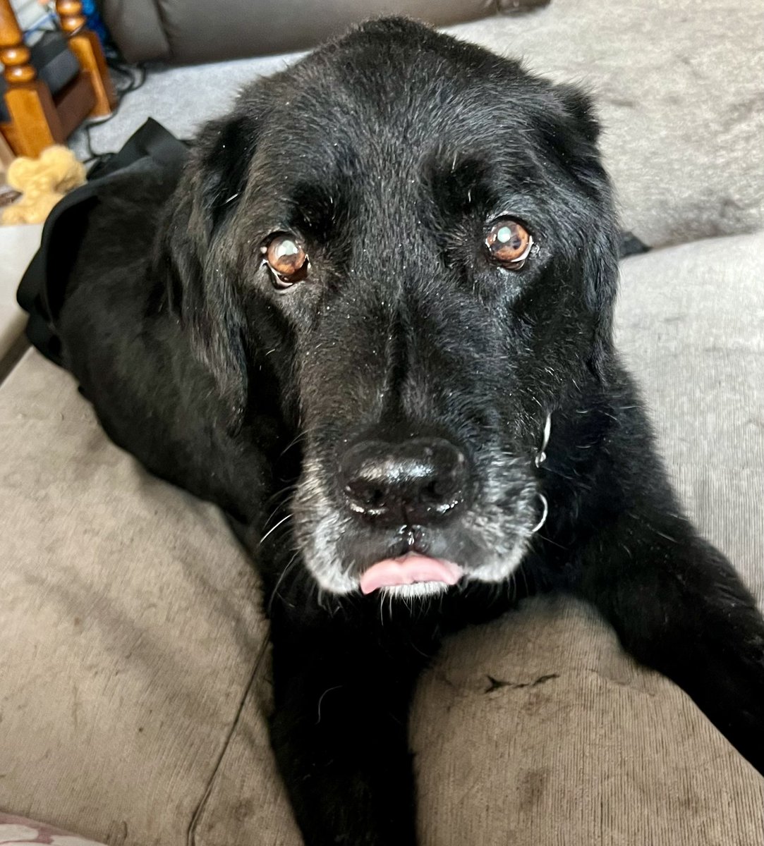 My final #TongueOutTuesday on #InternationalDogDay symbolises what I thought about wobbly legs, mast cell tumours and getting old! Have fun friends, I’ll see you at the 🌈 one day 🐾
