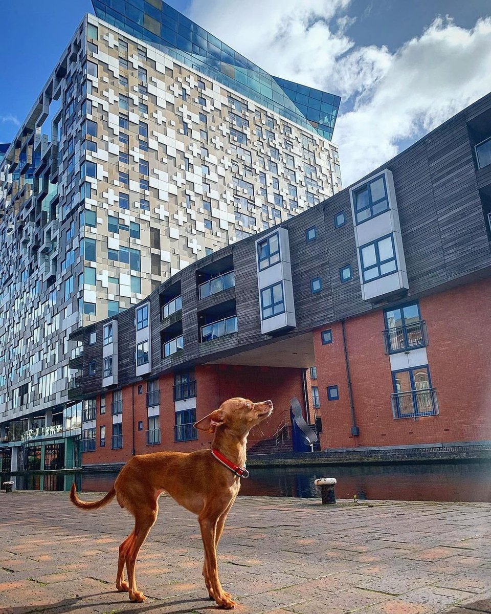 thecubebham's tweet image. Happy #NationalDogDay! 🐶

We want to see your furry friends. Drop a photo of your dog in the comments. 🥰

📸 IG: latrashmimi 

#BizHour #DogLovers #FurryFriends #TheCube #Birmingham