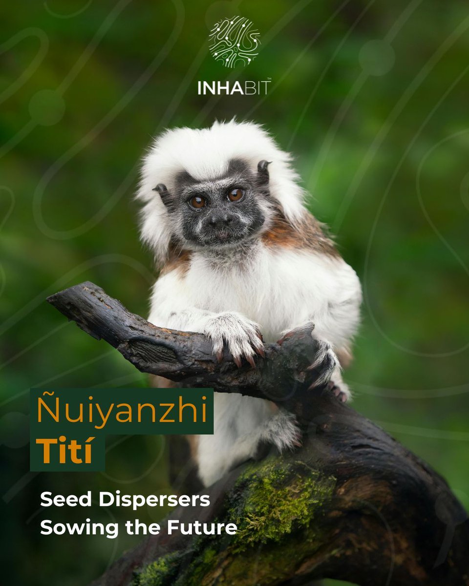 Ñuiyanzhi Tití refers to the Kogui conception of the first level of care or stewardship, where children look after “animals”. 

White-headed tamarins (Saguinus oedipus) are small and playful, helping tree health by regulating pests and dispersing seeds in this region.

Ñuiyanzhi