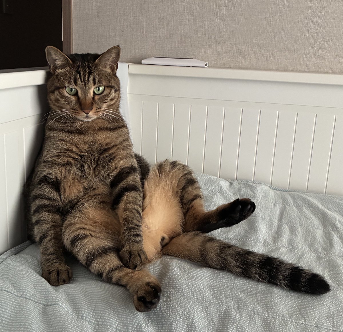 最近上班的一大动力是又能指使AI干活啦
让我看看你还有多少惊喜是我不知道的
😇