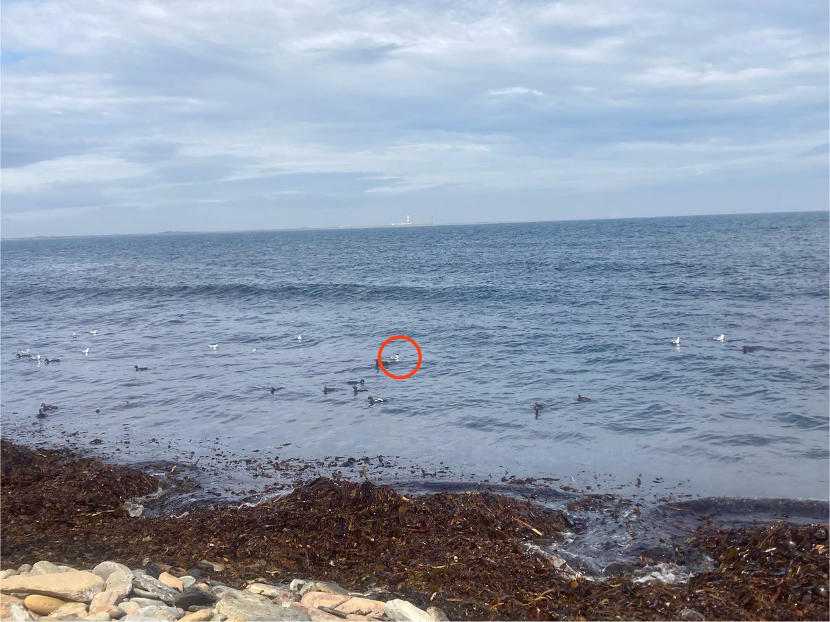 Franklin’s Gull on <a href="/NRonBirdObs/">North Ronaldsay Bird Observatory</a>!!

Fantastic find by <a href="/Gunnynaturalist/">Charles Gunn</a>