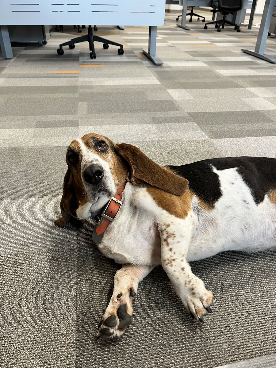 It's #NationalDogDay! Cheers to our furry friends that make our days brighter. Show us your furry friends below🐶