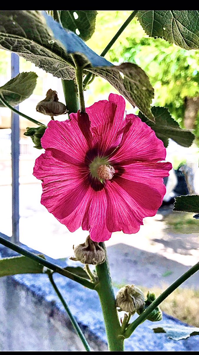 #Alcearosea💚#Gülhatmi💗
#Hatmiçiçeği
#Greetings to #everyone