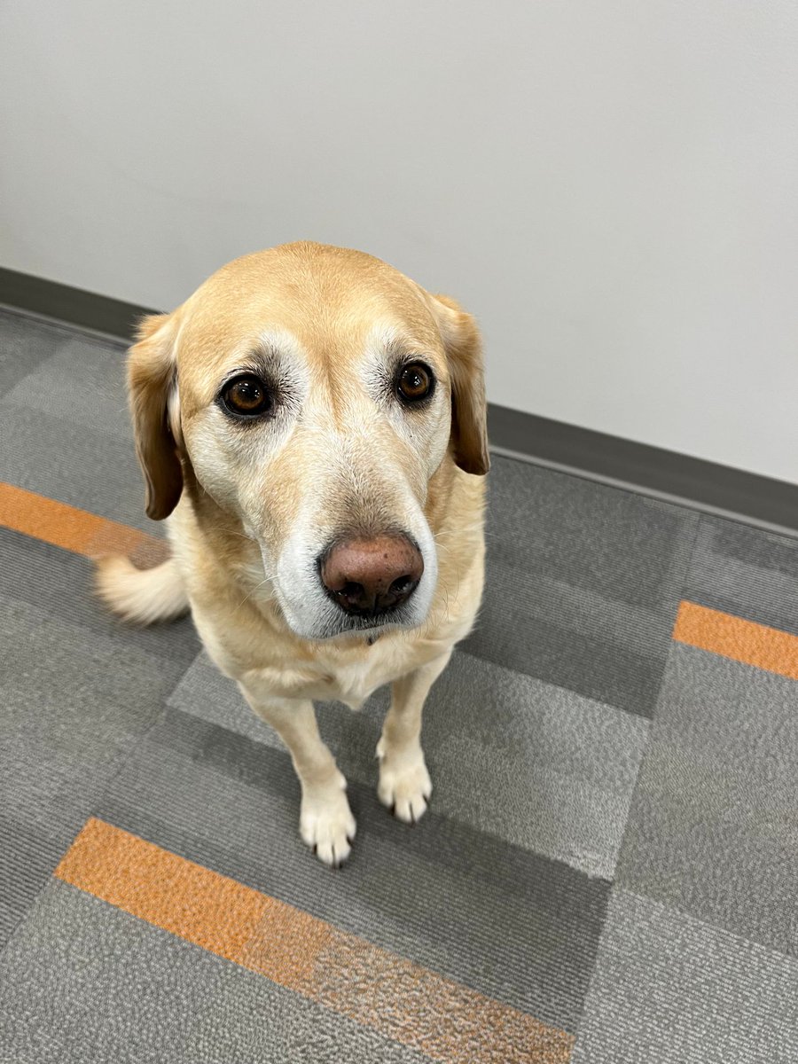 At JetCo Federal, we LOVE to celebrate our pups - even when it isn't #NationalDogDay. But because it is #NationalDogDay, drop pics of your favorite furry friends below!