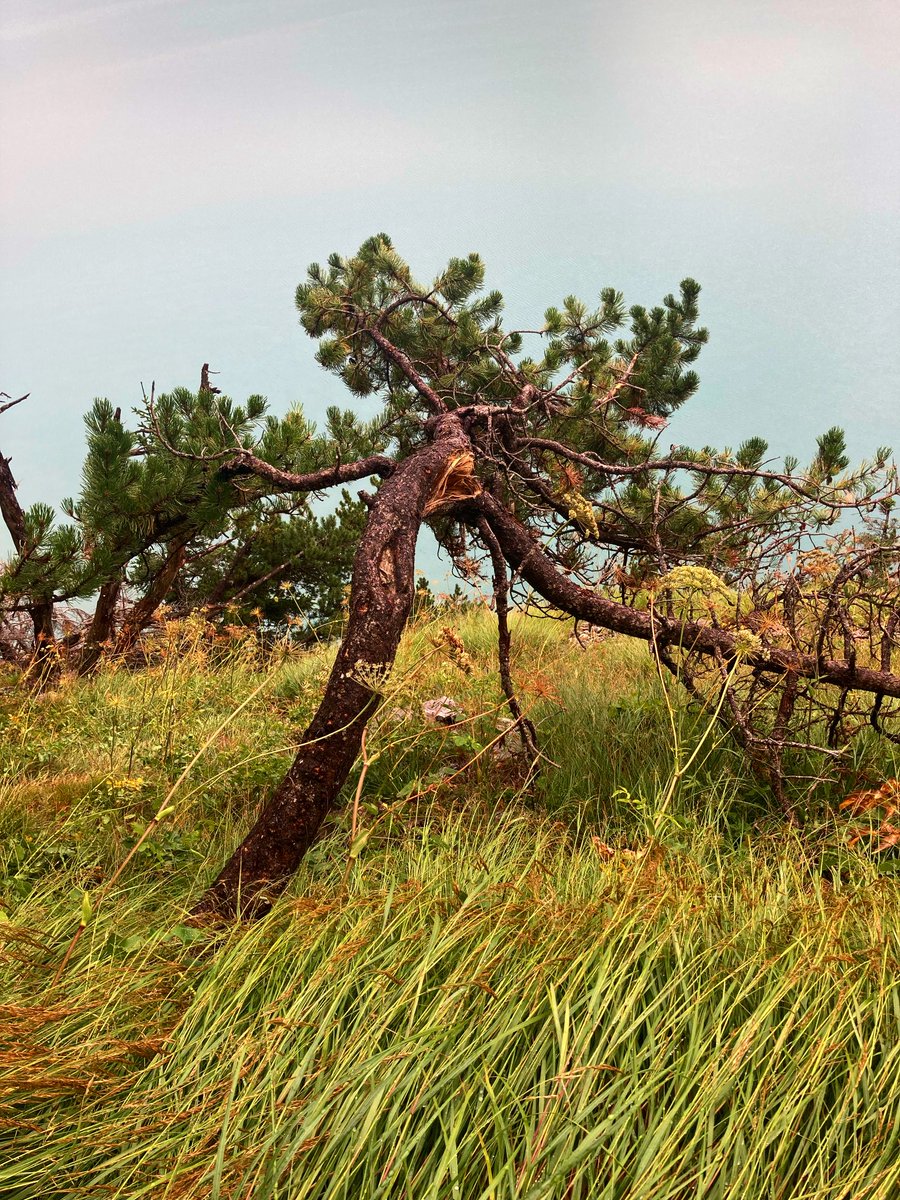 ⁦<a href="/LilianeBre26381/">Breuning Liliane</a>⁩ beauté et sagesse du Pin 🙏