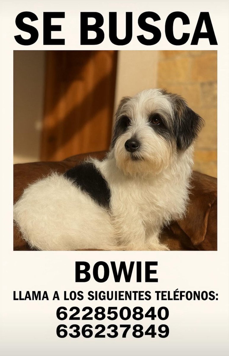 Me acaban de pasar este cartel de un perrito perdido por la zona de Pravio, Cambre. 🙏🏽🥺