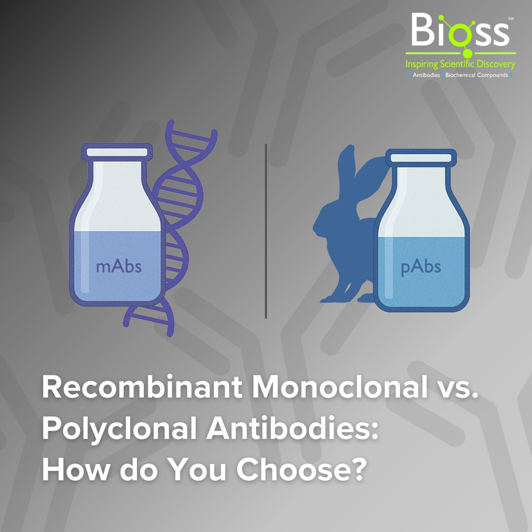 Antibodies power modern research—but not all antibodies are created equal. Batch-to-batch variability can make or break results, which is why researchers are increasingly asking: Should I use recombinant monoclonal antibodies or polyclonals?

🔗 Read here: hubs.ly/Q03FsBPG0