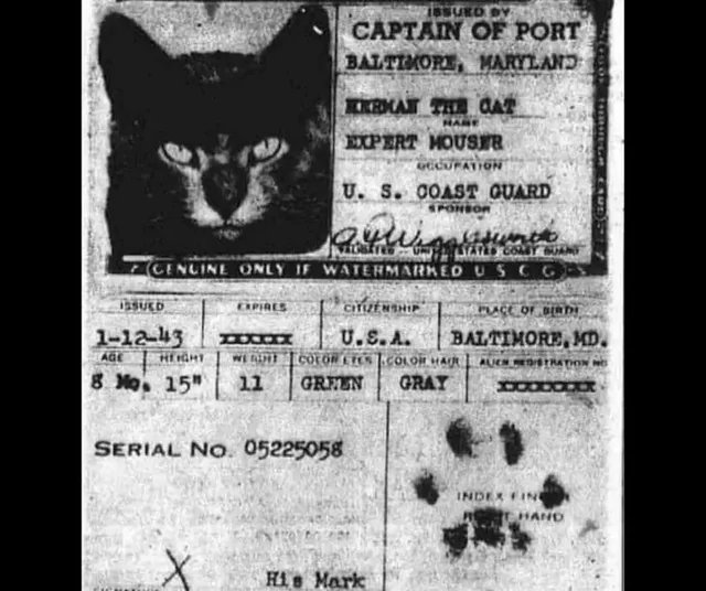 historyinmemes's tweet image. Meet Herman the Cat, officially recognized as an expert mouser while serving aboard a U.S. Coast Guard ship during WWII.