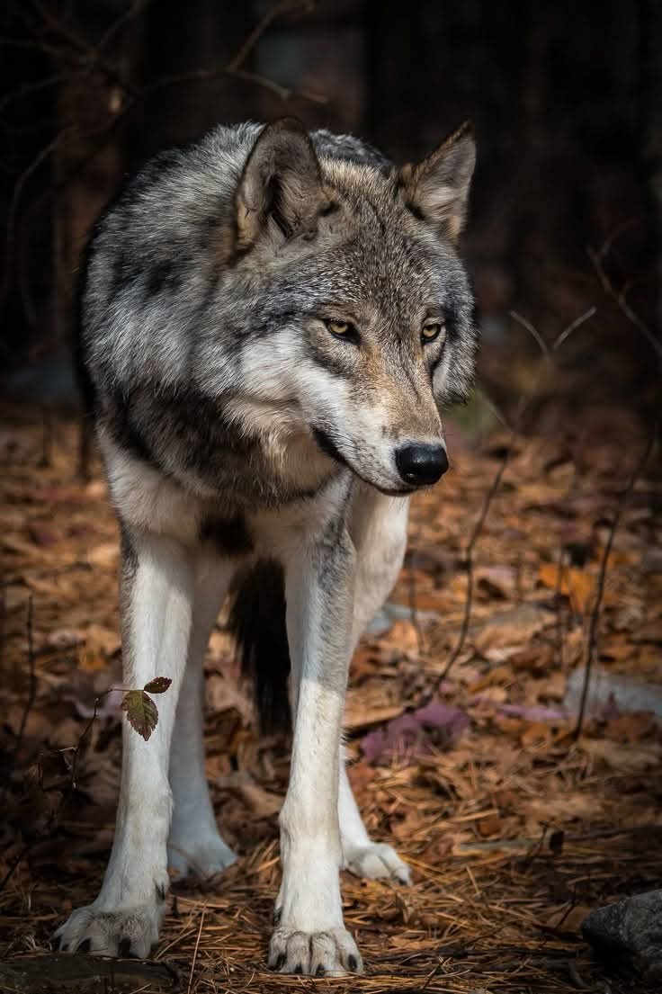 Yellowstone Wolves