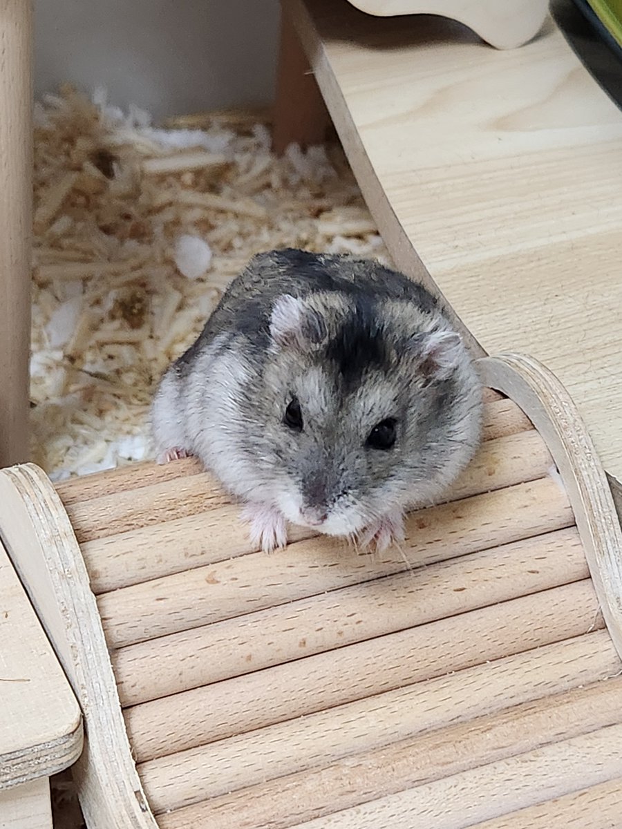 귤밭주인의 청귤농사 tweet media