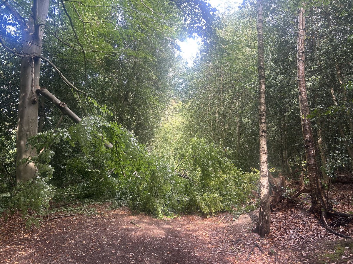 Simon Redican (@simonredican) on Twitter photo <a href="/ChisMatters/">Chislehurst Matters</a> on path between wilderness rd and Prince Imperial Rd into Chislehurst <a href="/LBofBromley/">Bromley Council</a> <a href="/ChisMatters/">Chislehurst Matters</a> on path between wilderness rd and Prince Imperial Rd into Chislehurst <a href="/LBofBromley/">Bromley Council</a>