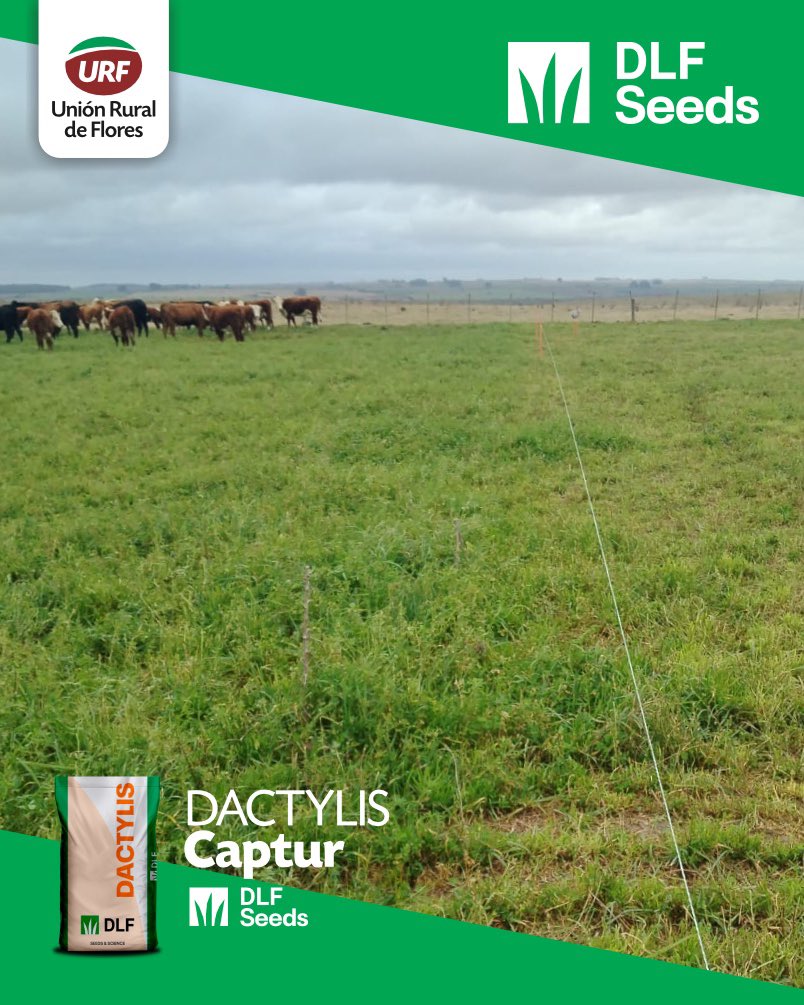🌱 Pasturas que marcan la diferencia.
En el Campo El Guayabo seguimos comprobando resultados:
✨ Alfalfa Chana
✨ Dactylis Captur con 2 años de implantación (en pastoreo)
Junto a <a href="/DLF_Uruguay/">DLF Seeds</a> impulsamos productividad y persistencia en tu campo.