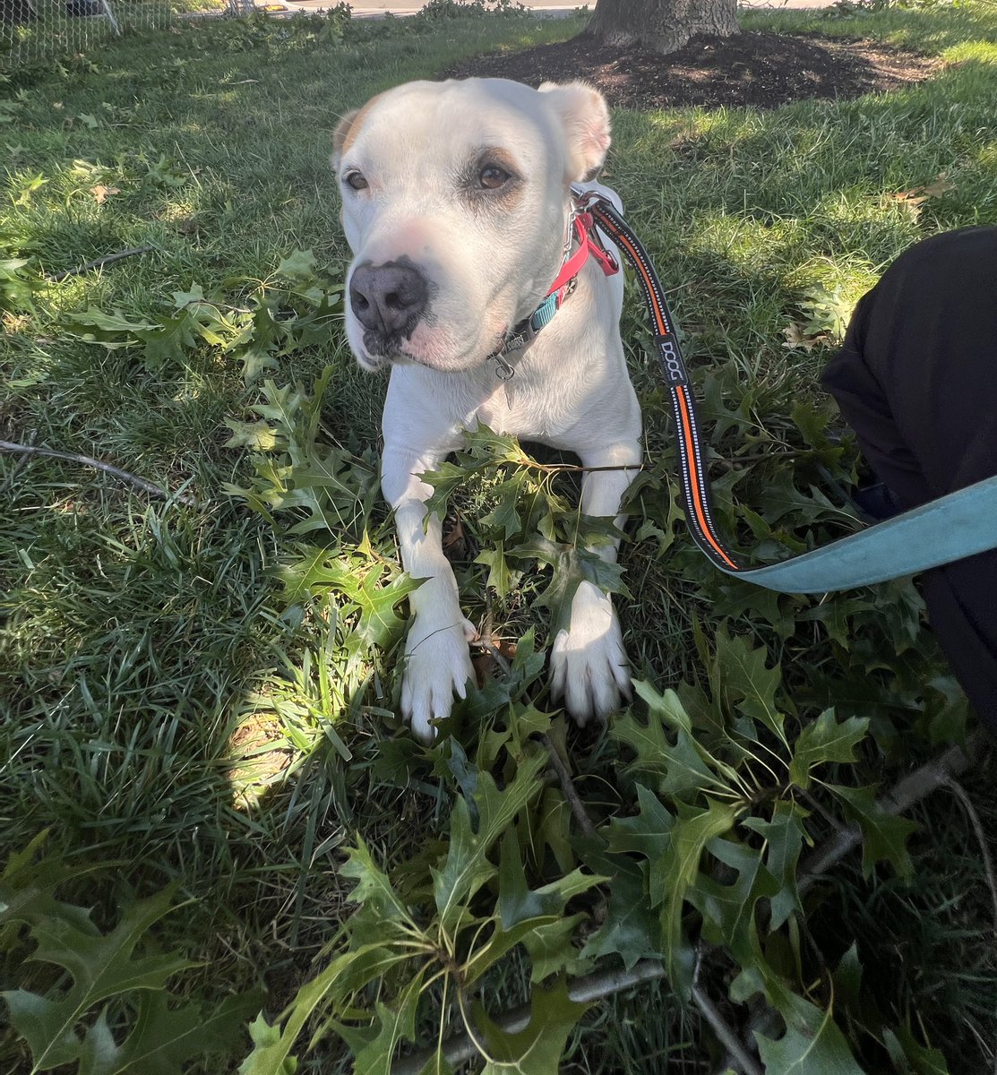 Happy National Dog Day 🐾
There are many dogs waiting to be adopted. 
One is Bryce, who’s been waiting for over a year. 
Yesterday, we went on a walk and moments like this that I will cherish forever. I hope the right human will find her and give her a loving home. 

Bryce is