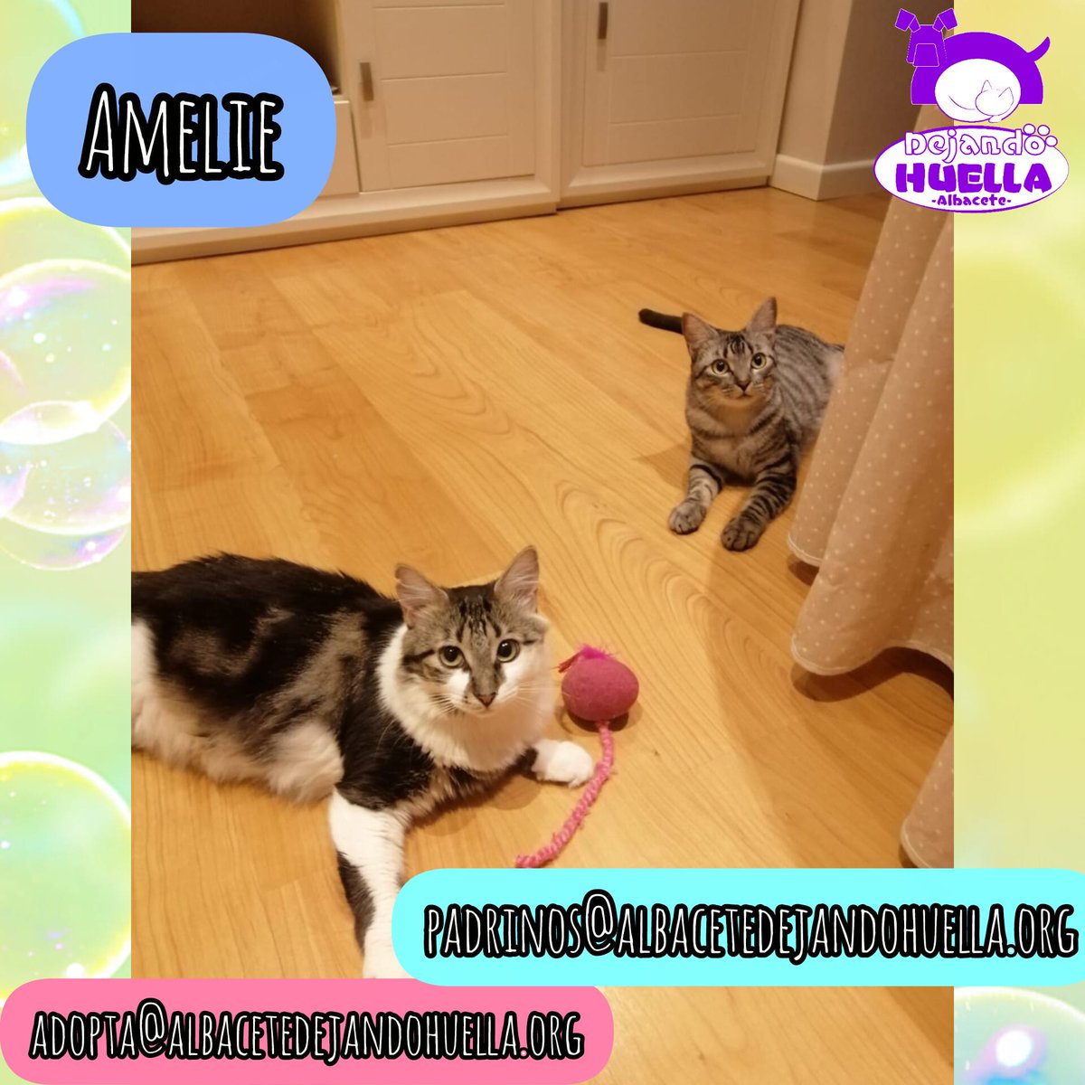 Dejando Huella AB (España) (@dejandohuellaab) on Twitter photo Amelie es pura dulzura 😻. Una bolita de pelo preciosa, buena y monísima que conquista corazones en segundos. En la foto se le ve feliz tumbadita junto a su compi de acogida, disfrutando de los mimos 💕
📩 adopta@albacetedejandohuella.org
💌 padrinos@albacetedejandohuella.org Amelie es pura dulzura 😻. Una bolita de pelo preciosa, buena y monísima que conquista corazones en segundos. En la foto se le ve feliz tumbadita junto a su compi de acogida, disfrutando de los mimos 💕
📩 adopta@albacetedejandohuella.org
💌 padrinos@albacetedejandohuella.org