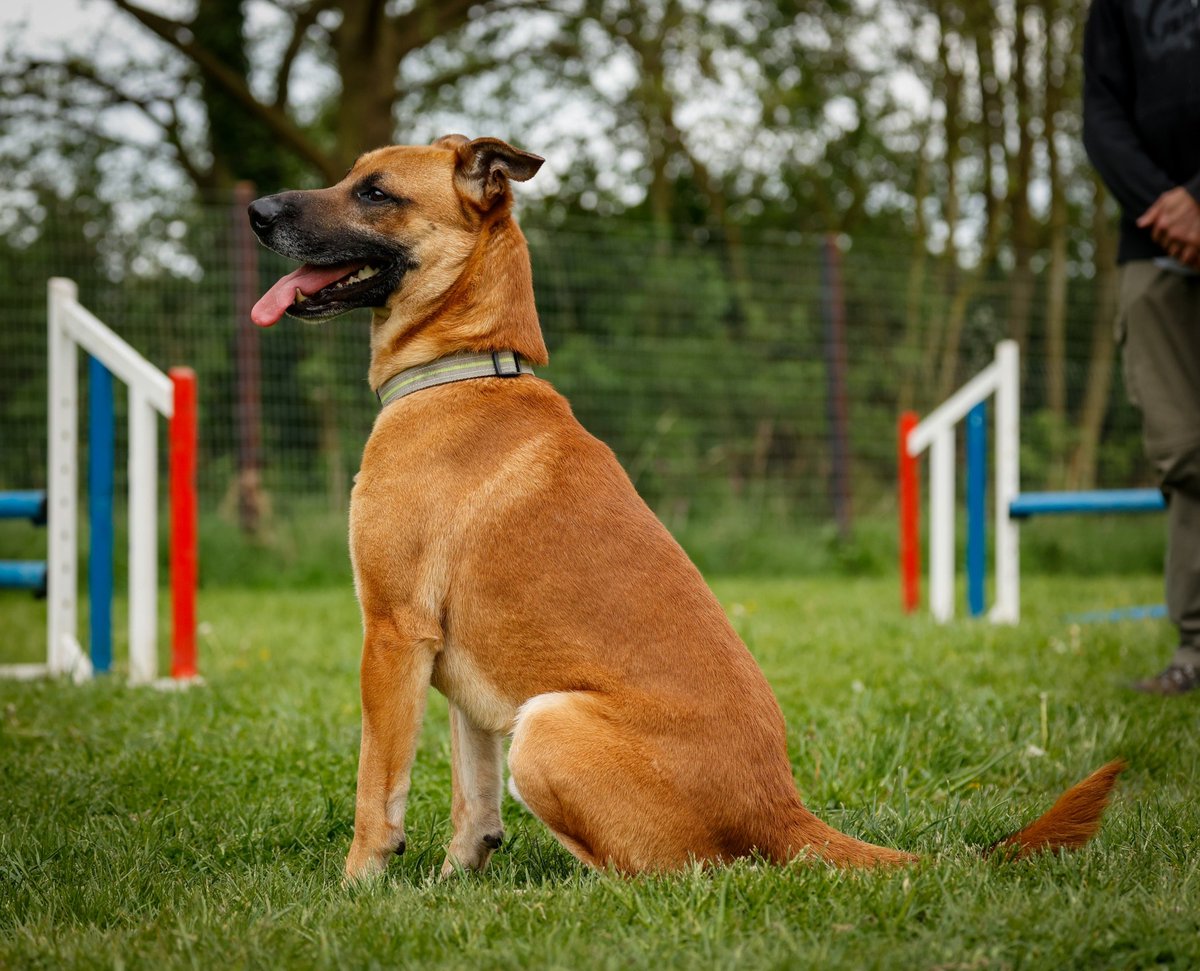 German Shepherd Rescue Elite ( GSRE ) tweet media