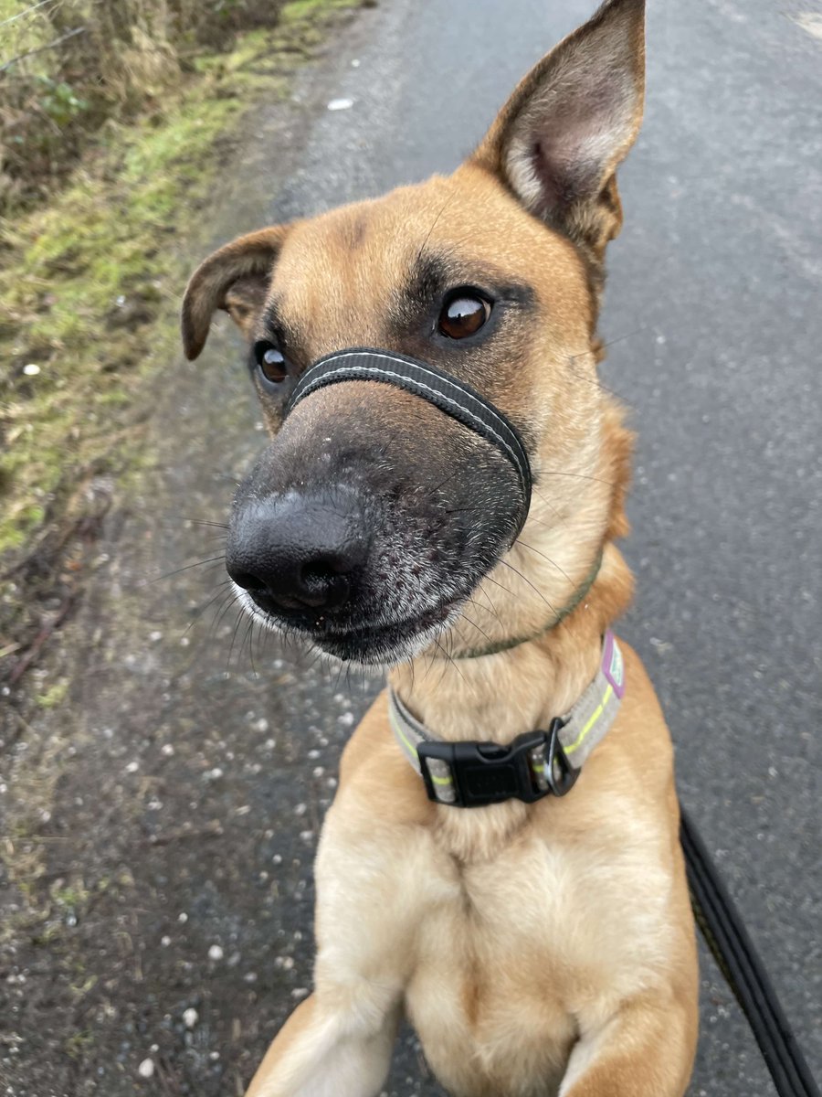 German Shepherd Rescue Elite ( GSRE ) tweet media