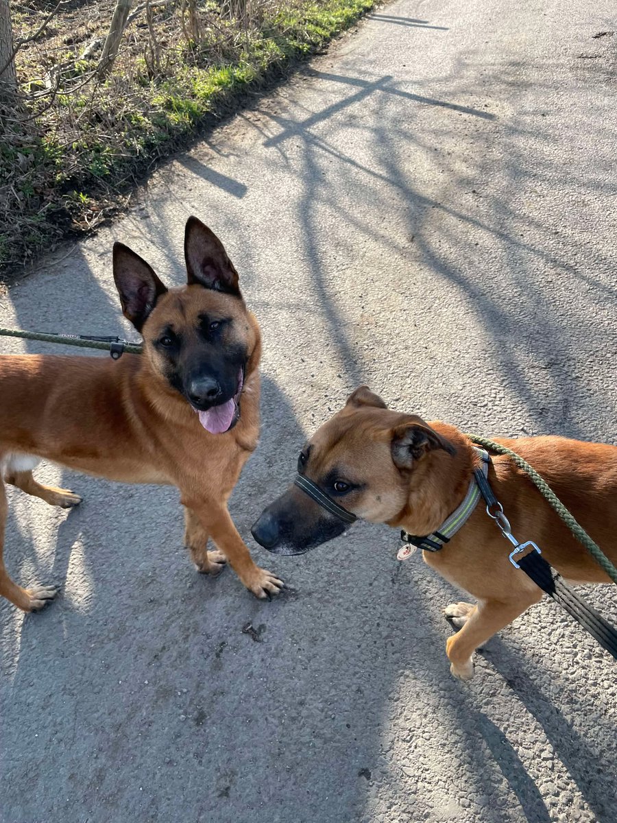 Milo is 2yrs old and he is a friendly and steady lad who has been no bother at all since he arrived, Milo can live with older kids and walks well with other #dogs but would like to be the only pet in the home 
#germanshepherd #Notts 
gsrelite.co.uk/milo-14/