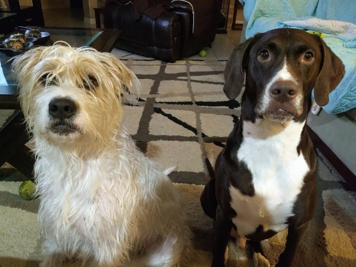 Happy #InternationalDogDay to all puppers and their parents!