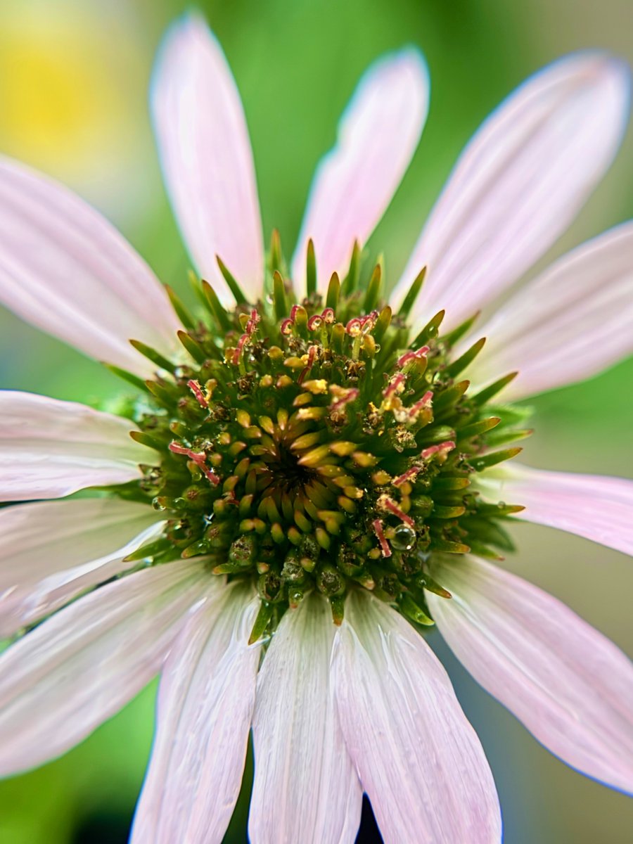 my lil echinacea flower🌸

night and day difference