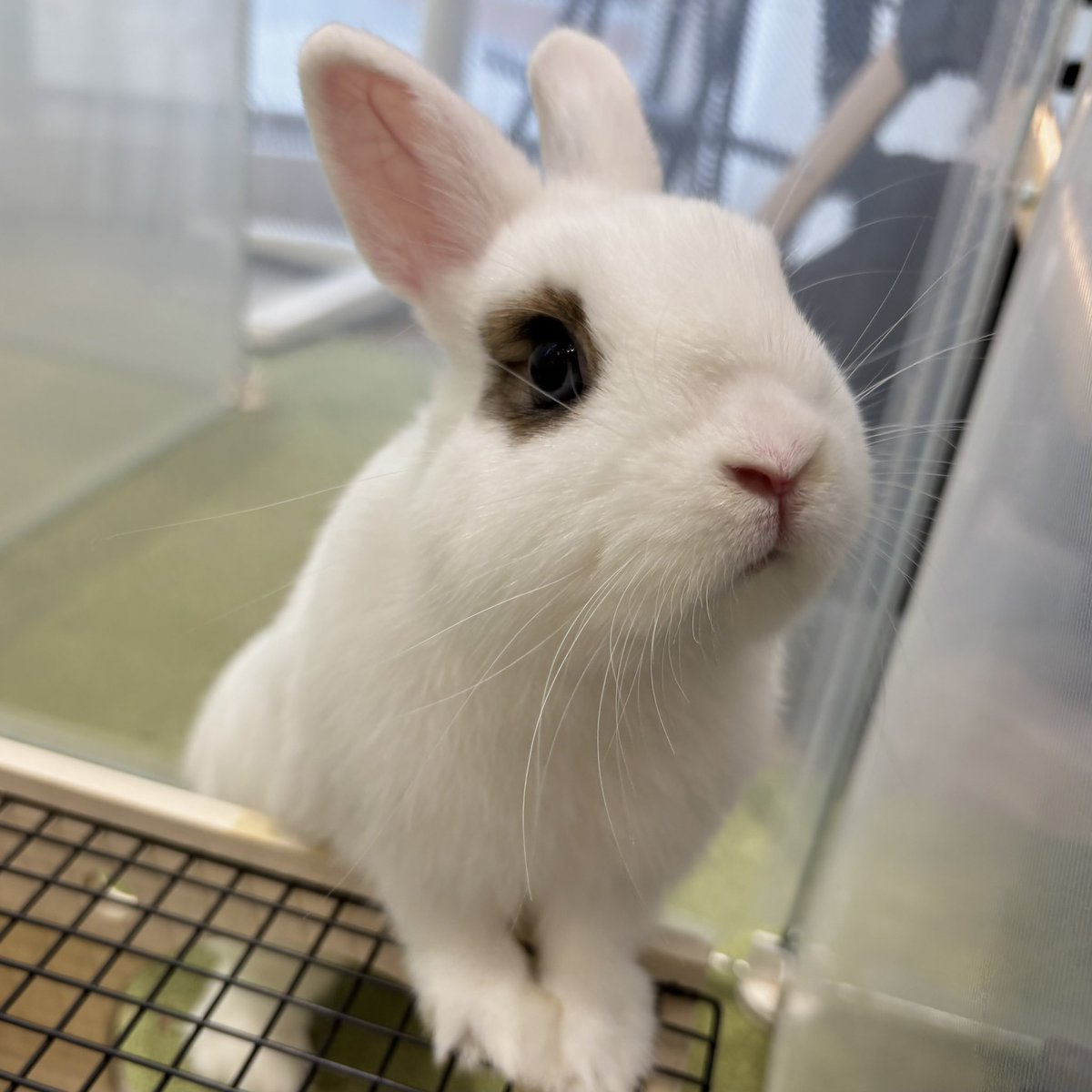 うさぎのしっぽオリナス錦糸町店 on X: 