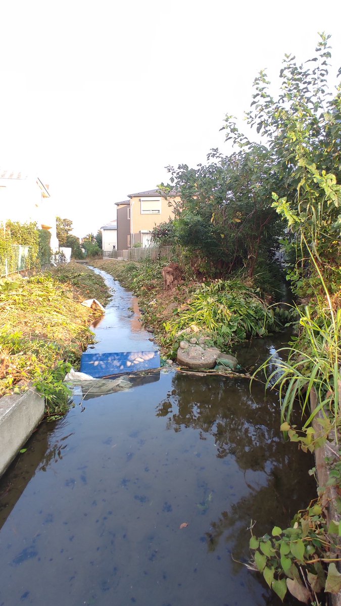 幹線堀がふたつに分かれる。
手製の堰で水の流れが調節され、なんと片方の水路は素掘り！
下流では、今収穫期を迎えた稲城市名産の梨の畑へと流れ込む。
（大丸用水・押立堀/東京都稲城市押立）