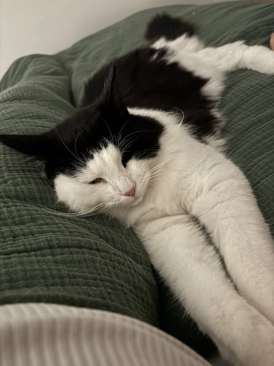 the best thing about having two cats is having one on each side