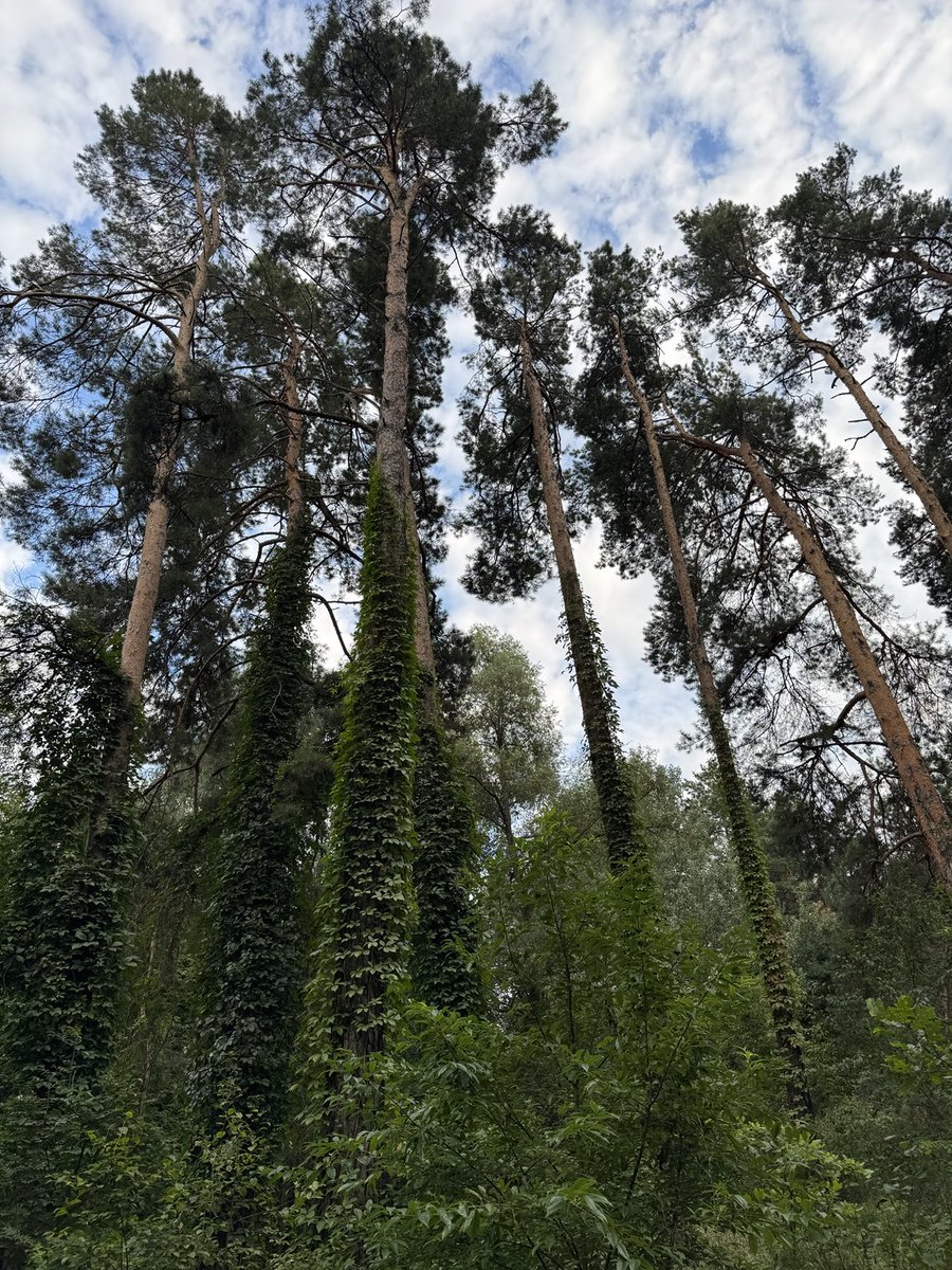 Korok_CFOP's tweet image. Gmonad guys