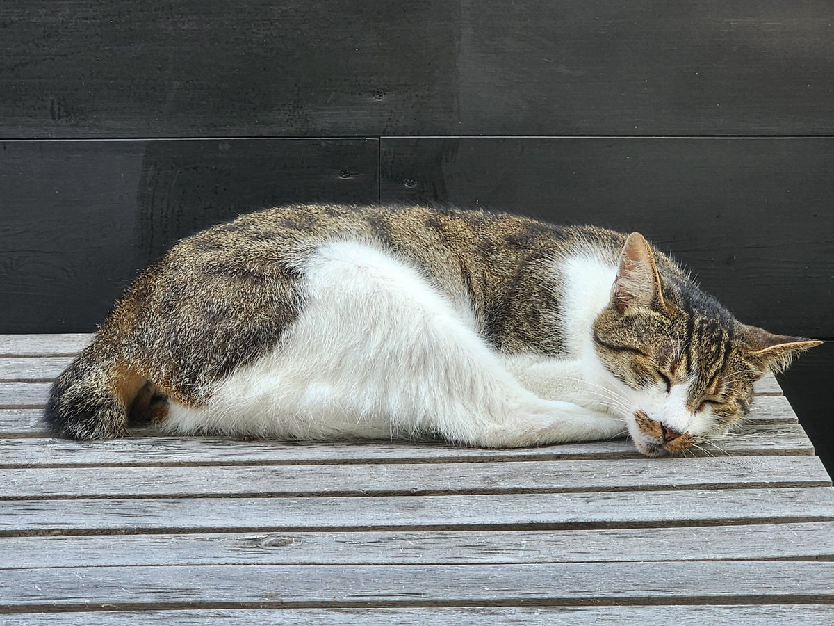 「この家ではエンガワって呼ばれてましゅにゃん。好きな食べ物はツナと貝ひもでしゅにゃん」