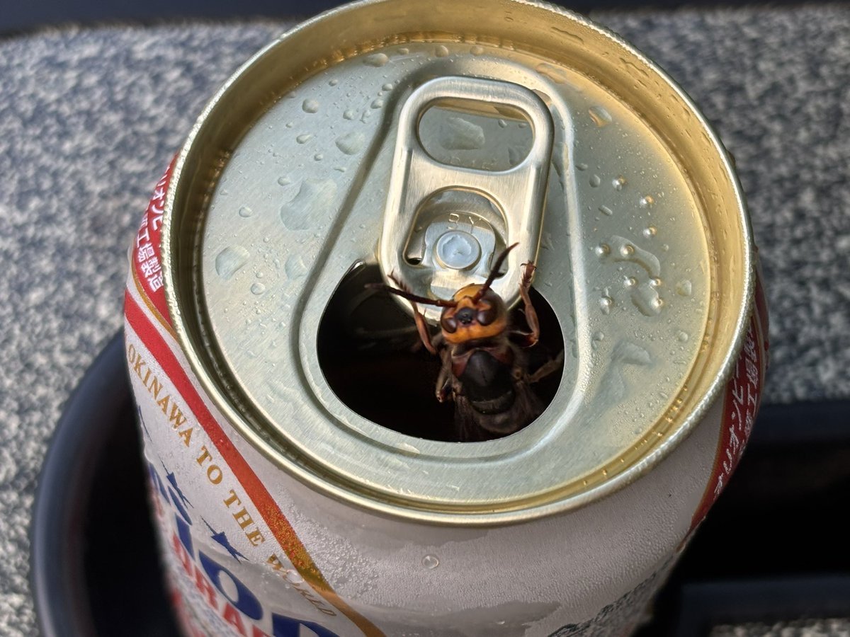 1484TaSuC's tweet photo. 蜂にビール泥棒された https://t.co/hLz1KQUUSr