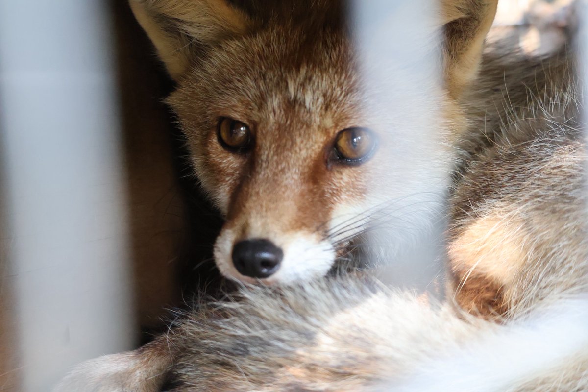 コンちゃんのご尊顔

 #飯田市立動物園
 #ホンドギツネ 
 #コンちゃんのコンせき