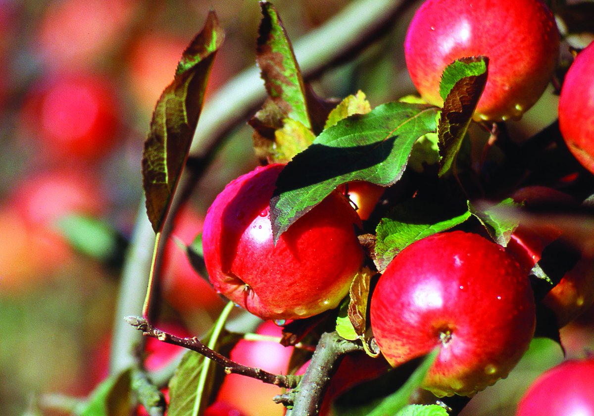 La 🇫🇷 reste un pays important en 🇪🇺 pour la production de #carottes et de #pommes agridemain.fr/production-eur… #fruit #légume