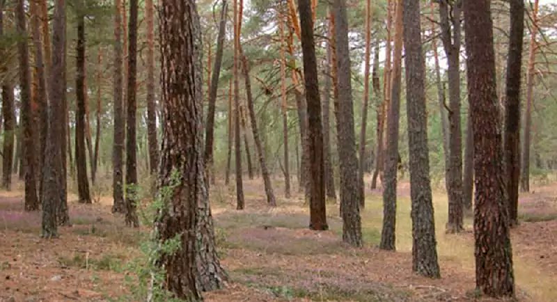 🌲✨ Sumérgete en los Pinares de Soria, 

A solo minutos de El Cielo de Muriel, los majestuosos pinares te invitan a desconectar.

🎍 Porque en Soria, el bosque es mucho más que árboles.

📍 elcielodemuriel.com
#PinaresDeSoria #ElCieloDeMuriel #TurismoRural #NaturalezaViva